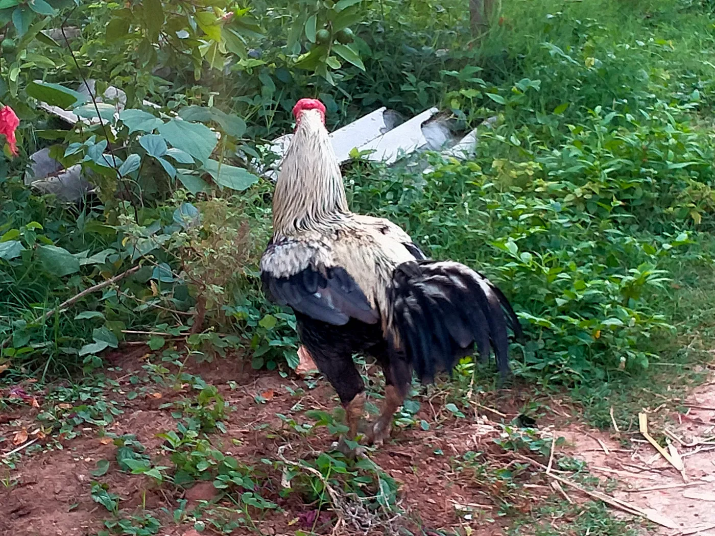 Illustrative chicken photograph; actual birds vary