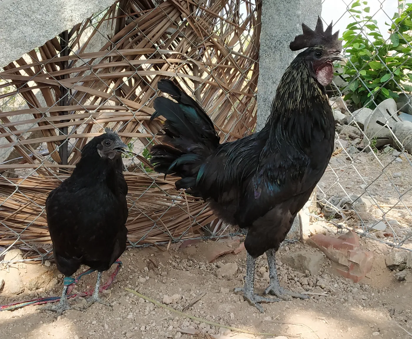 Illustrative chicken photograph; actual birds vary